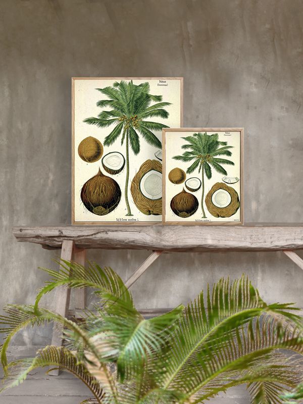 Kokosnød 20x25