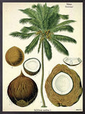 Kokosnød 20x25