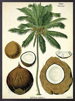 Kokosnød 20x25