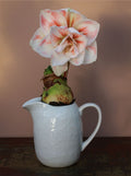 Kande i porcelæn Delicate