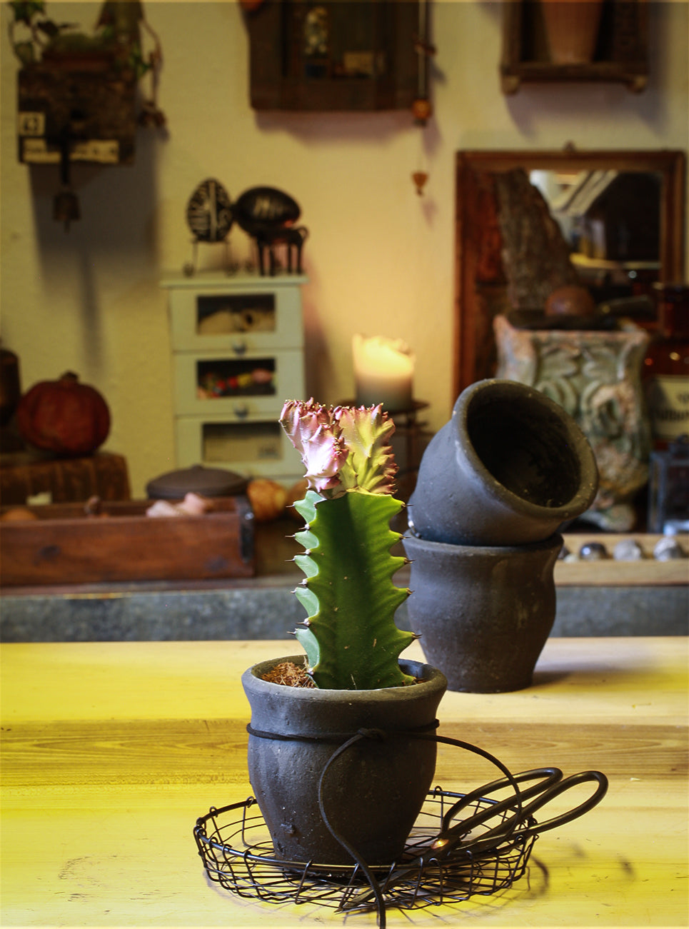 Skål Fil de Fer