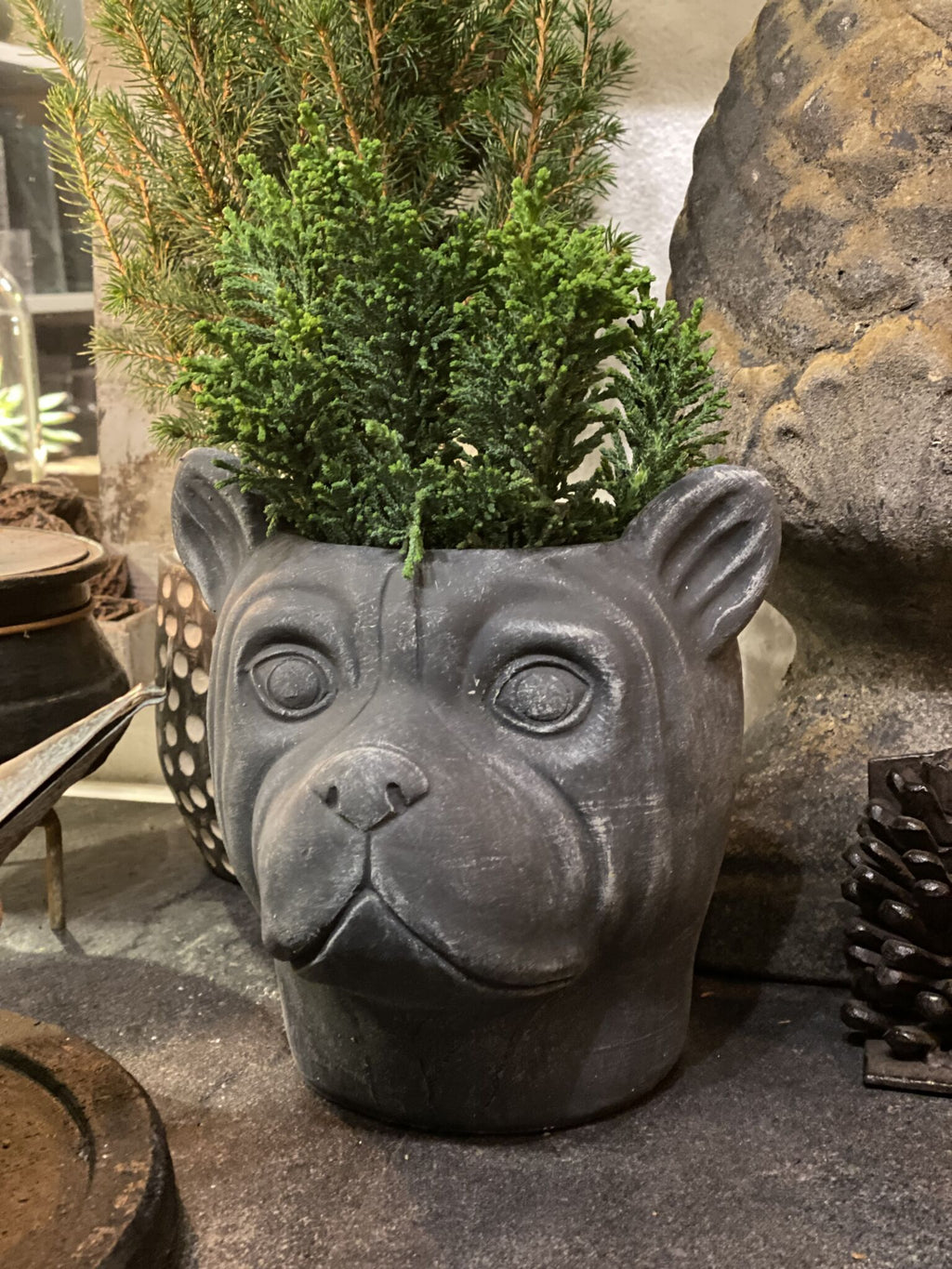 Som hund og kat