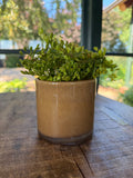 Lysglas i karamelbrunt glas
