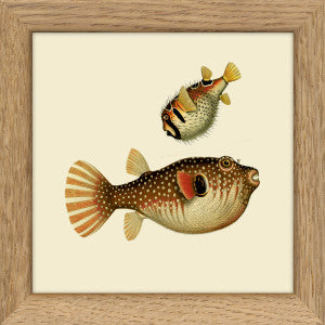 Klumpfisk  -  The Dybdahl Co.
