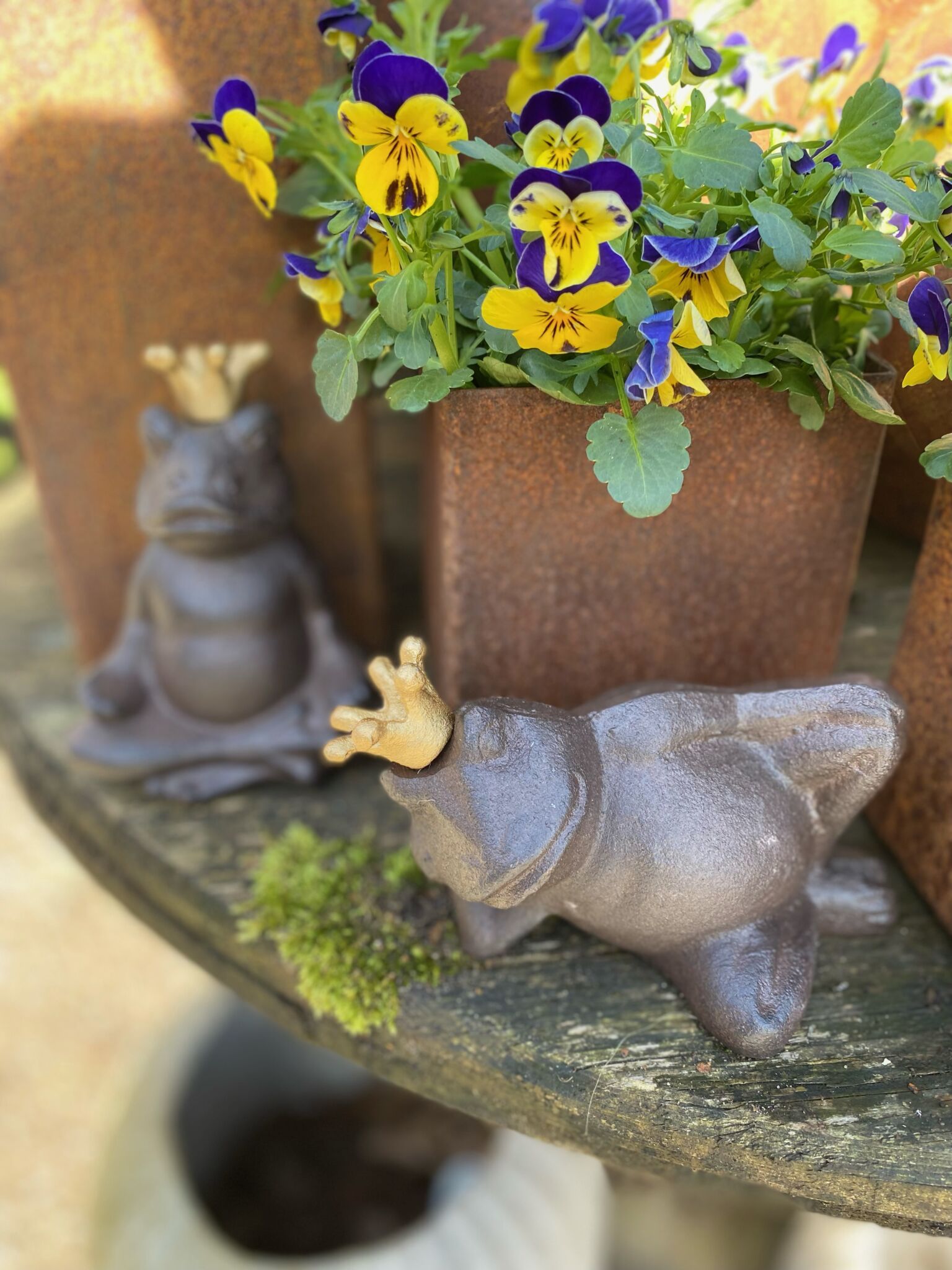 Buddha frø