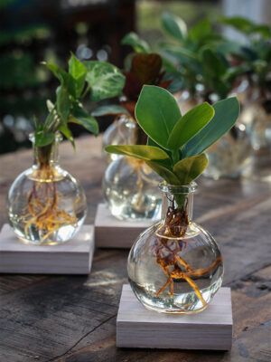 Samoaglas med grøn plante på træsokkel med ledlys